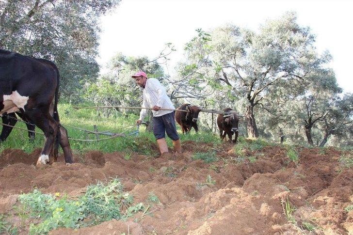 Aydın’da Çiftçiler Karasabandan Vazgeçemiyor G4