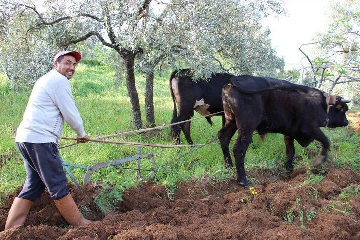 Aydın’da Çiftçiler Karasabandan Vazgeçemiyor G5