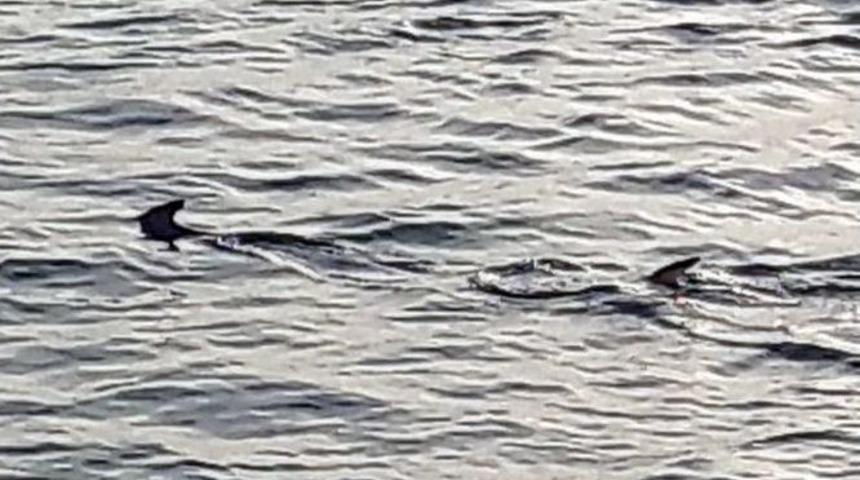 Muğla&rsquo;da Balık&ccedil;ıların &rsquo;k&ouml;pek Balığı&rsquo; Şaşkınlığı