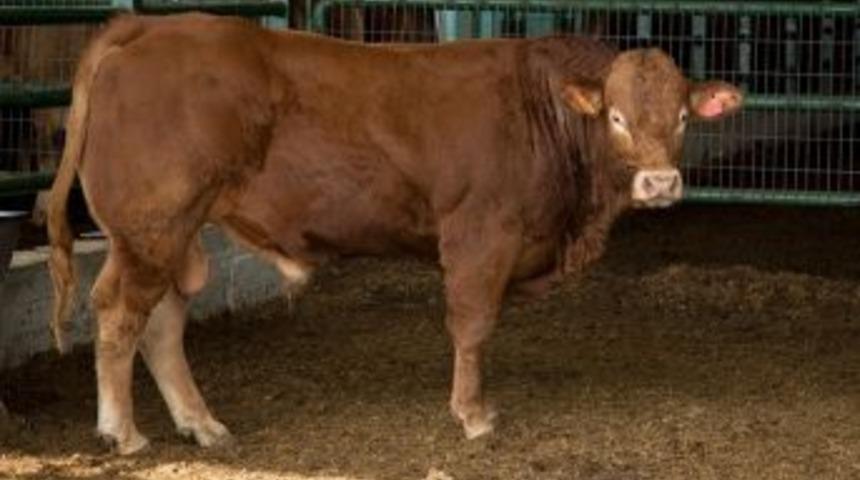 Mezbahadan Kaçan Dana Her Yerde Aranıyor