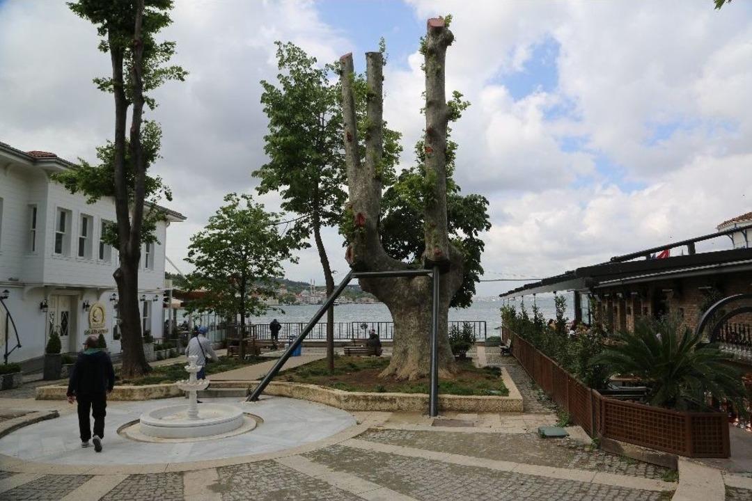 181 Yaşındaki Tarihi &Ccedil;ınar Toprağa Tutundu