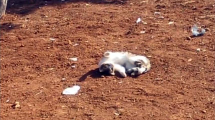 (&ouml;zel Haber) Şanlıurfa&rsquo;da Sevimli Hayvanların İlgin&ccedil; G&ouml;r&uuml;nt&uuml;leri