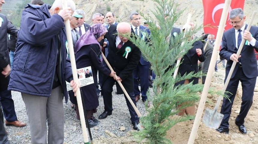 Dikmen Şehitler Ormanı&rsquo;na Bin 100 Fidan