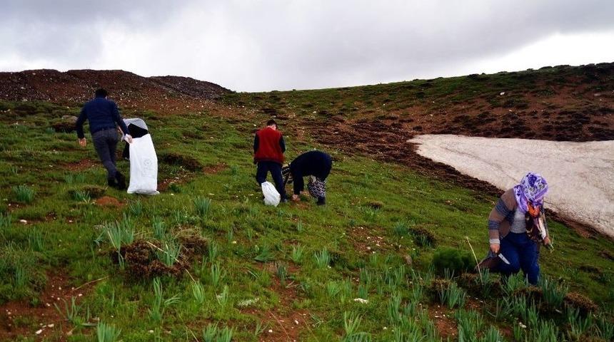 Gulik Otu İ&ccedil;in İstanbul&rsquo;da Muş&rsquo;a Geldi