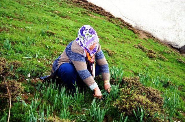 Gulik Otu İçin İstanbul’da Muş’a Geldi