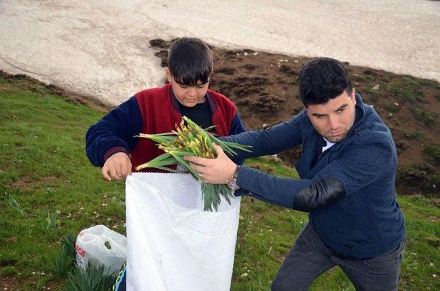 Gulik Otu İçin İstanbul’da Muş’a Geldi