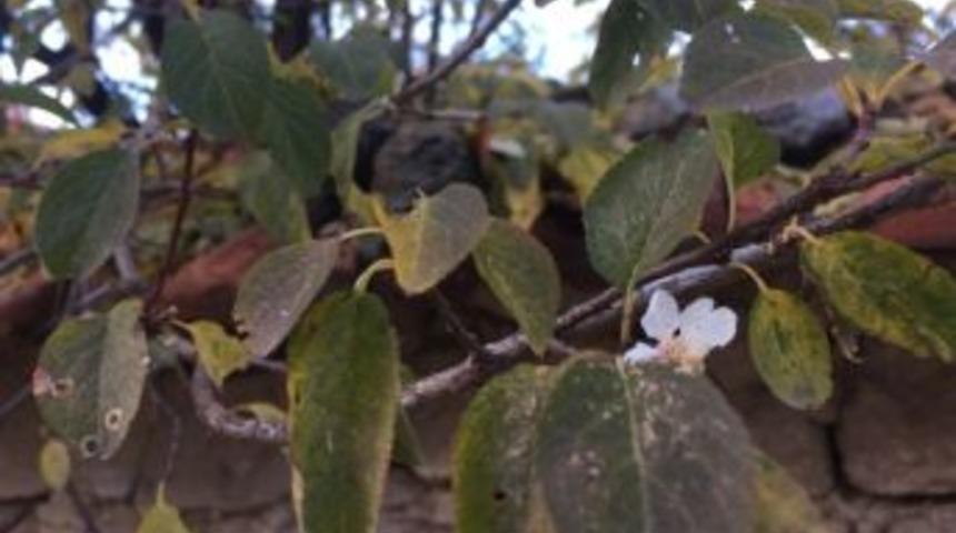 Erik Ağacı Kasım Ayında &Ccedil;i&ccedil;ek A&ccedil;tı