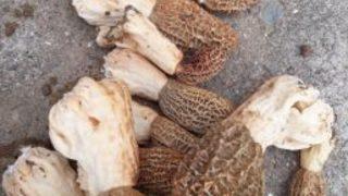 Sincik’te Kuzu Göbeği Görüldü