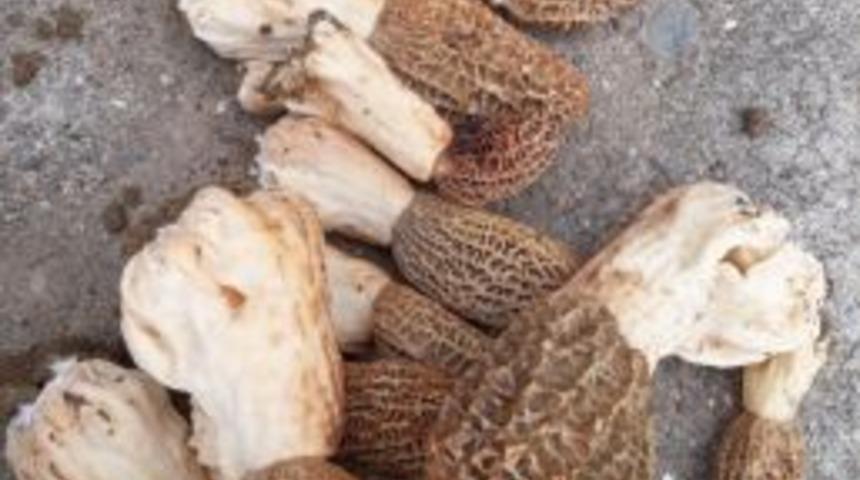 Sincik&rsquo;te Kuzu G&ouml;beği G&ouml;r&uuml;ld&uuml;