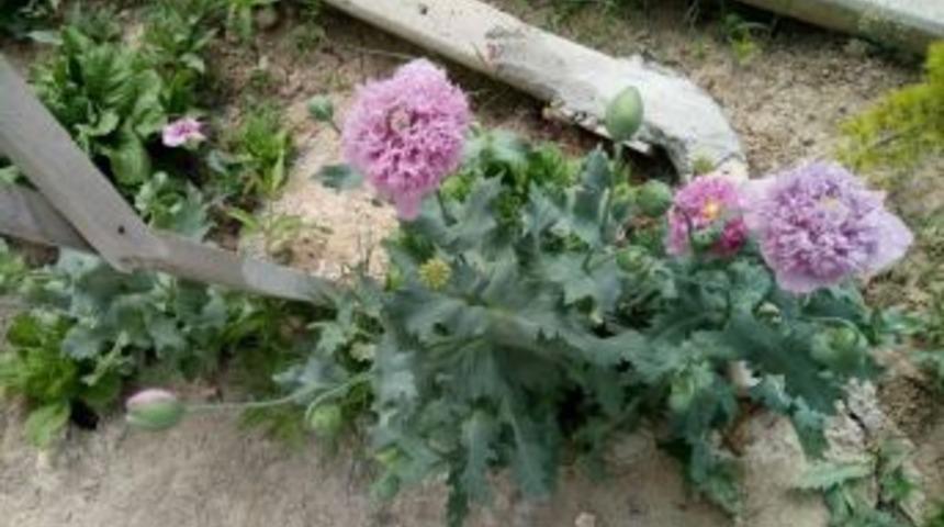 Karaman&rsquo;da Haşhaş Operasyonu