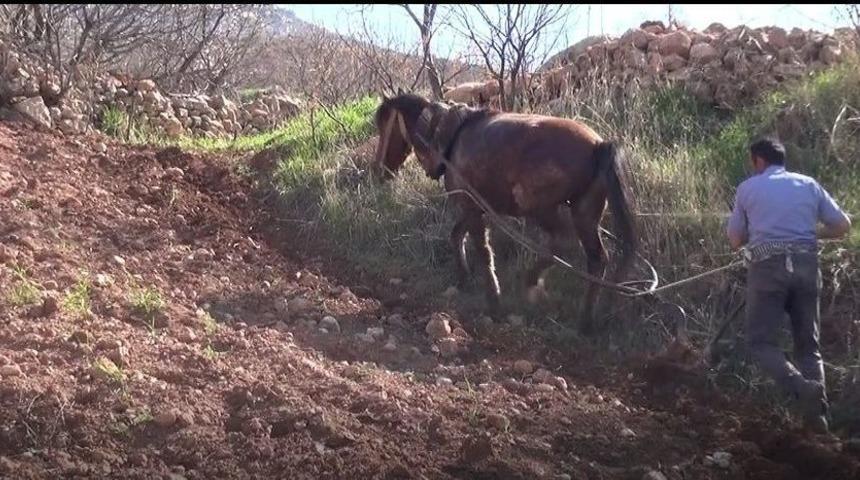 Gerc&uuml;ş&rsquo;te Trakt&ouml;r&uuml;n Girmediği Tarlalar Atla S&uuml;r&uuml;l&uuml;yor