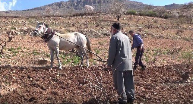 Gercüş’te Traktörün Girmediği Tarlalar Atla Sürülüyor