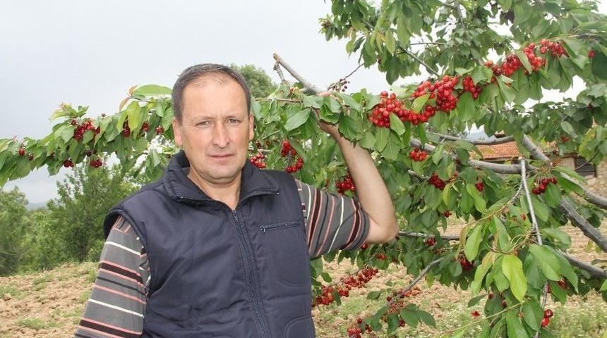 Şaphane&rsquo;de İlk Kiraz Hasadı Sevinci