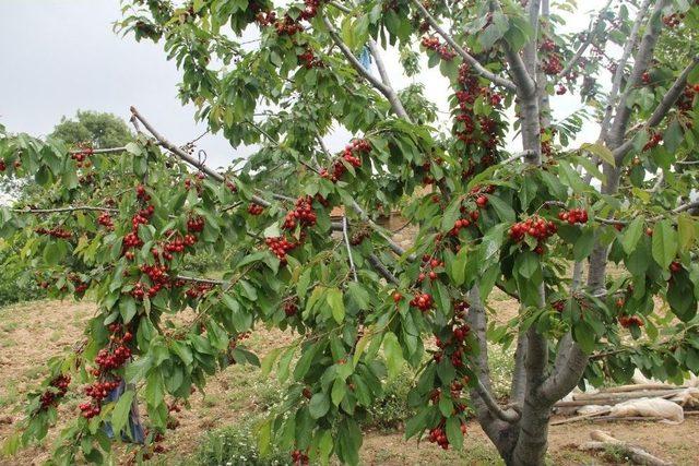 Şaphane’de İlk Kiraz Hasadı Sevinci