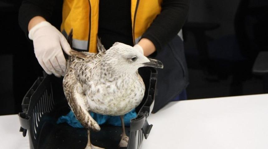 Yaralı Martı Veteriner Ekiplerince Tedaviye Alındı