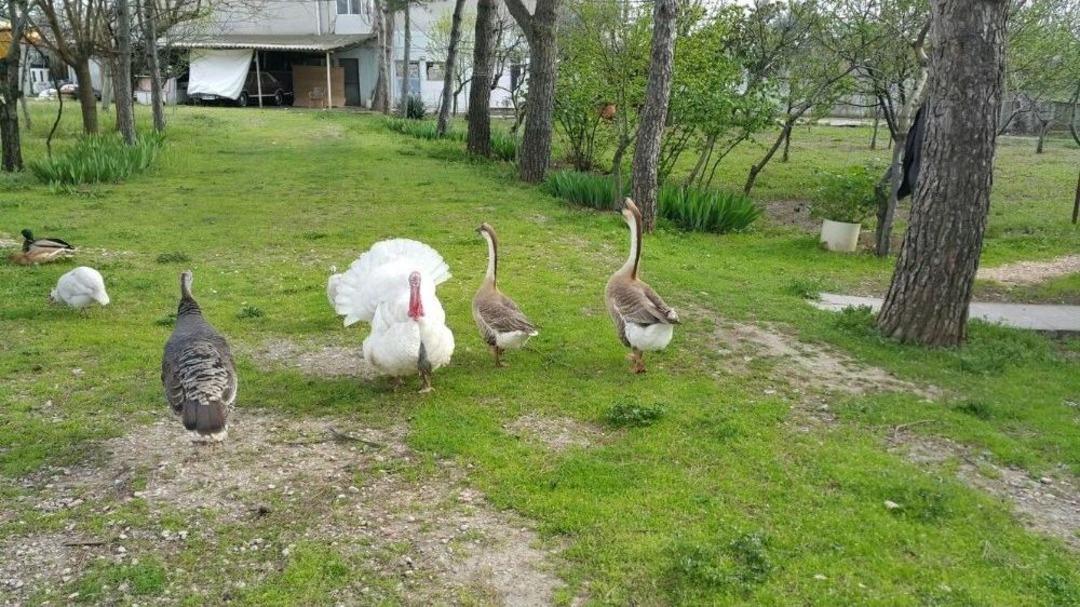 Bursa Cumhuriyet Başsavcılığı &Ccedil;iftlik Bank&rsquo;a Ait 34 Araca El Koydu