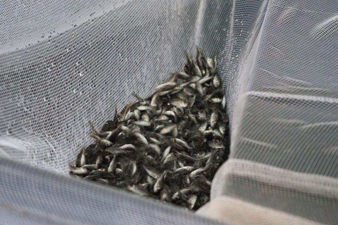 Bulutların &Uuml;zerinde Su Altı Ortamı Oluşturuldu