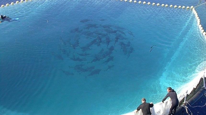 Orkinos Avlanma Kotasında Zafer T&uuml;rklerin Oldu