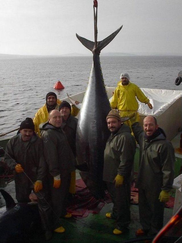 Orkinos Avlanma Kotasında Zafer T&uuml;rklerin Oldu 2