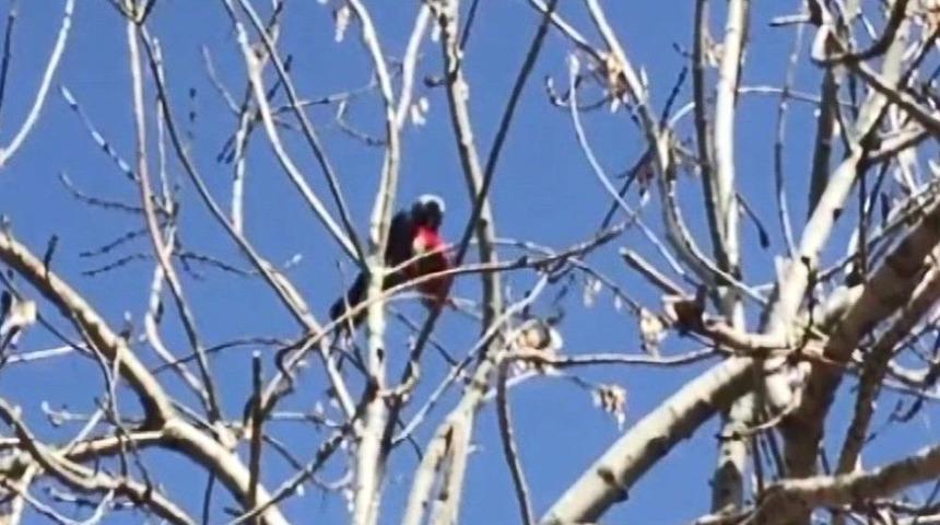 Karganın "cips" Hırsızlığı