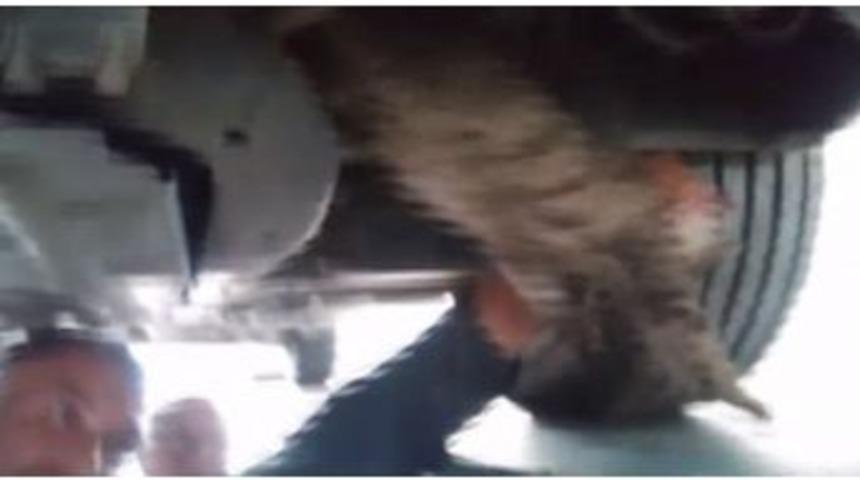 Aracın Motoruna Sıkışan Kediyi Tamirci Ustası Kurtardı