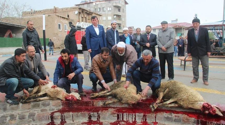 Şükür Duasında Islandılar