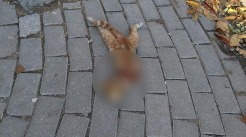 (&ouml;zel Haber) Afyonkarahisar&rsquo;da Vahşet