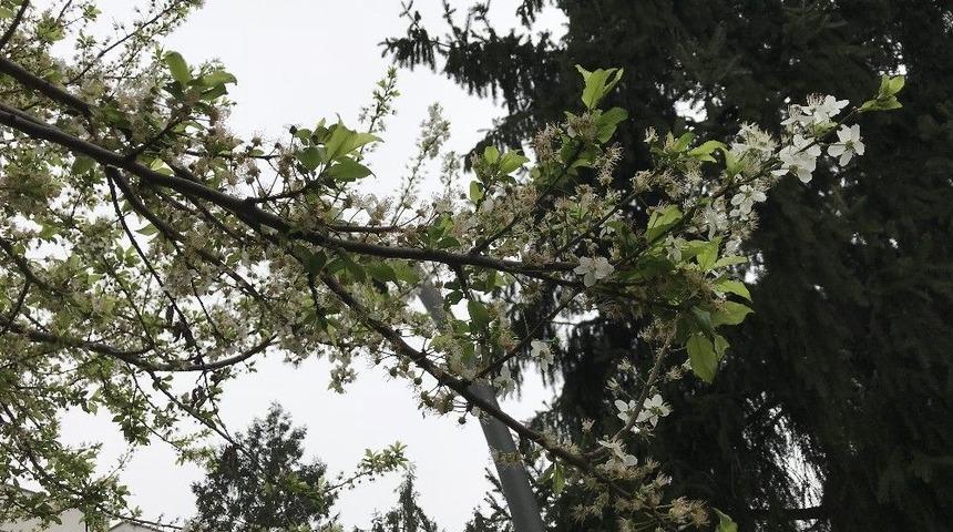 (&ouml;zel) - Yalancı Bahara Aldanan Ağa&ccedil;lar &Ccedil;i&ccedil;ek A&ccedil;tı