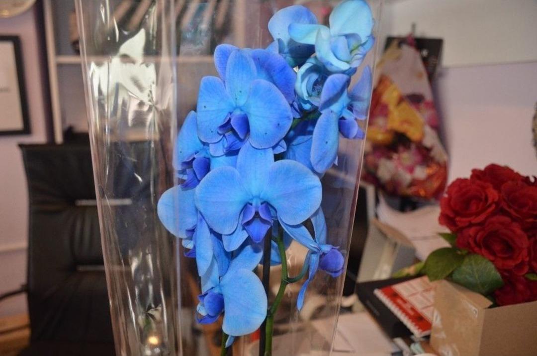 Anneler G&uuml;n&uuml;&rsquo;n&uuml;n En G&ouml;zde &Ccedil;i&ccedil;eği Menekşe Ve Orkide