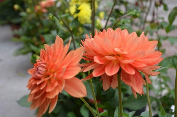 Anneler Günü’nün En Gözde Çiçeği Menekşe Ve Orkide G3