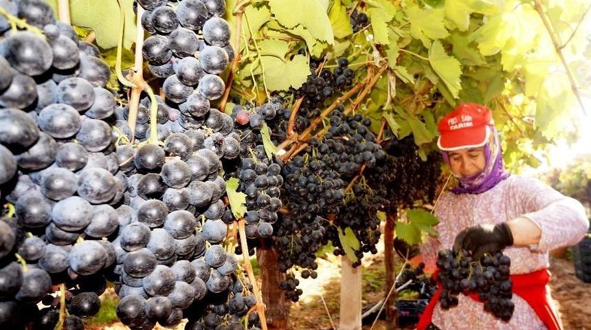 Sarıg&ouml;l&rsquo;de &Uuml;z&uuml;m Hasadı Hız Kesmiyor