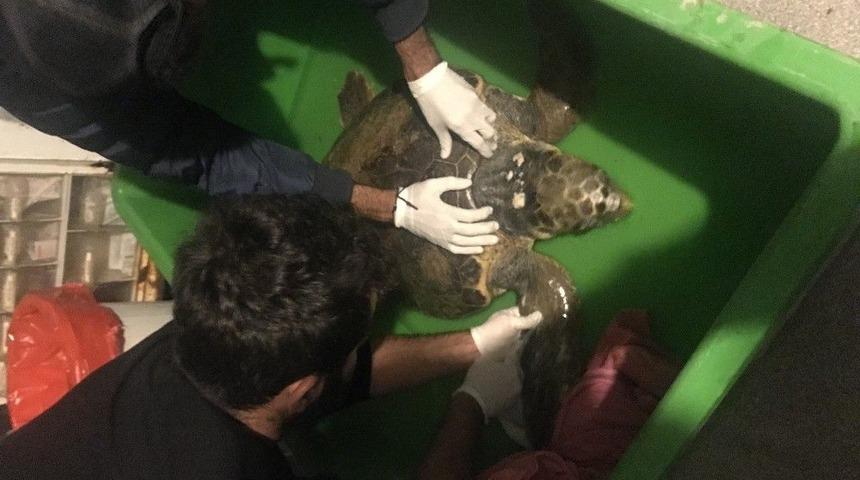 Didim&rsquo;de Bulunan Yaralı Caretta Caretta Antibiyotik Ve Serum Tedavisi İle Kendine Geldi