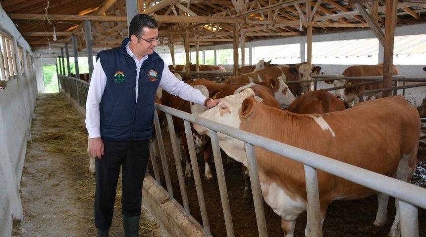 Ordu&rsquo;da Ahırlar Değiştiriliyor