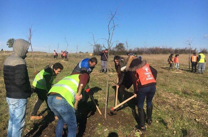 Kırklareli’de Gençler Ihlamur Ağacı Dikti G3