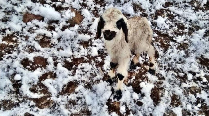 Erzincan&rsquo;da &Ccedil;obanlar Kar Nedeniyle Yaylada Mahsur Kaldı