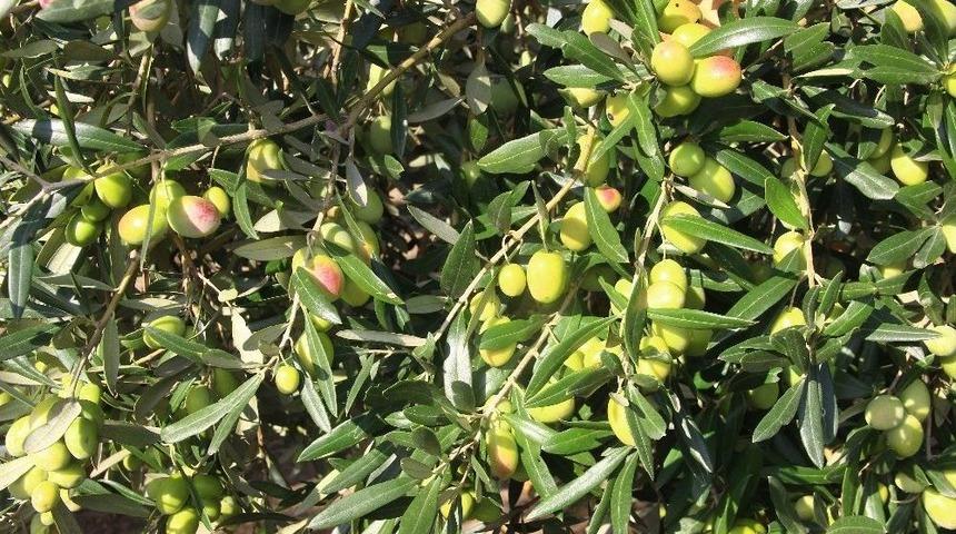 Diker &ldquo;fark Oluşturan Markalarımızla Da D&uuml;nyaya A&ccedil;ılmalıyız&rdquo;