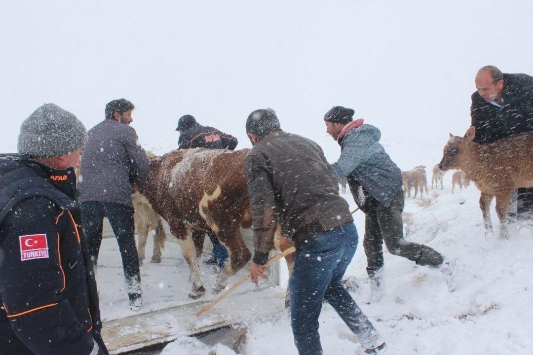 37 B&uuml;y&uuml;kbaş Hayvan Ve Sahipleri Son Anda Kurtarıldı