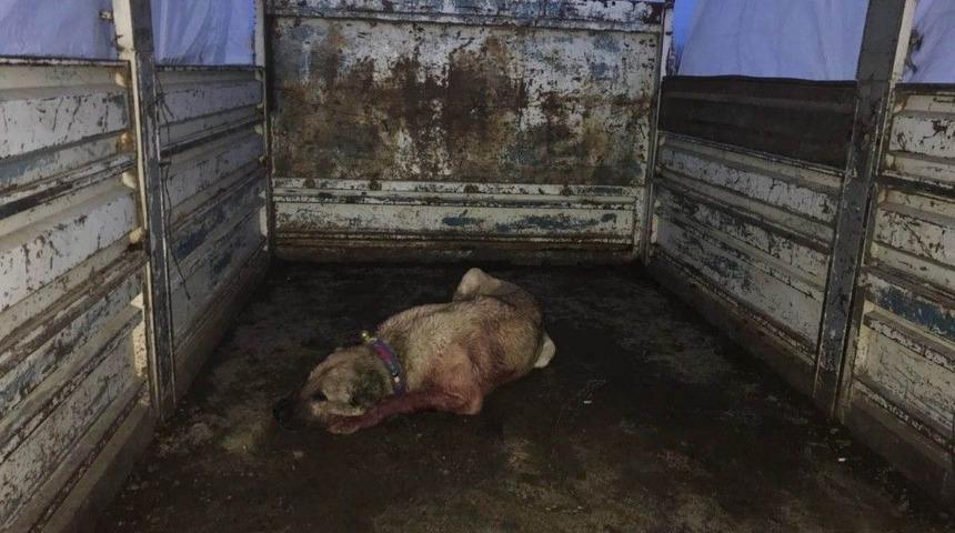 K&ouml;pek D&ouml;v&uuml;şt&uuml;renlere Ceza