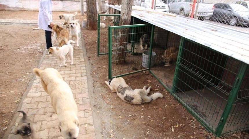 Sokak Hayvanları Kışın Üşümeyecek