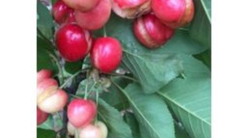 Yağmur Kiraz Üreticisini Fena Vurdu