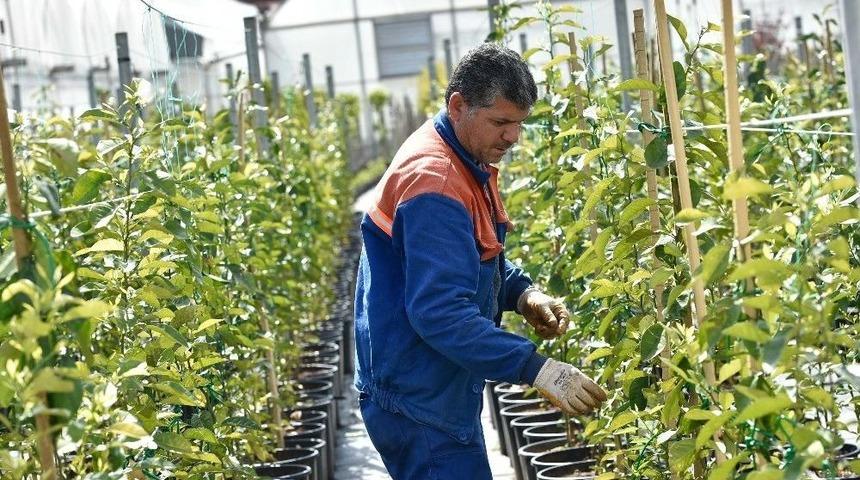 Antalya Sokaklarına 5 Bin Turun&ccedil; Fidanı