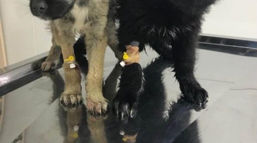 Isparta’da 18 Köpek Ölüsü Bulundu