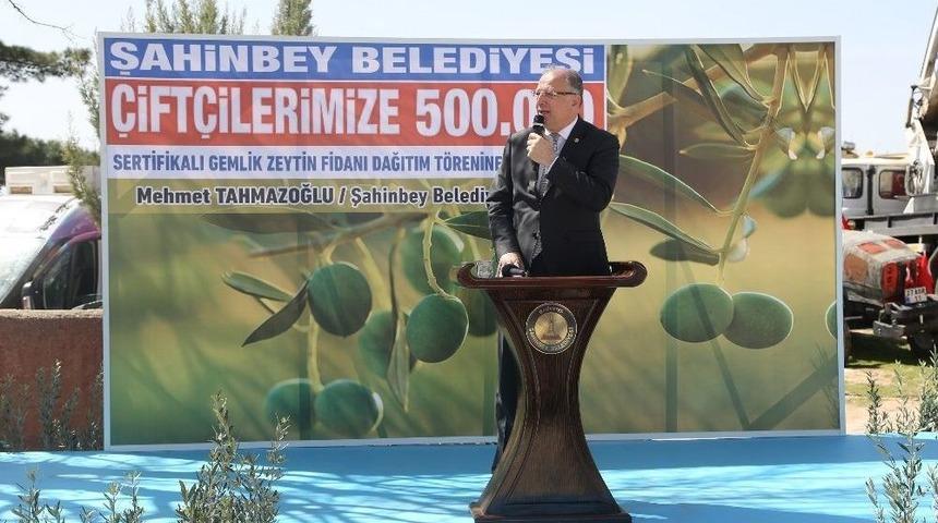 Zeytinli Mahallesine Zeytin Fidanı Dağıtıldı