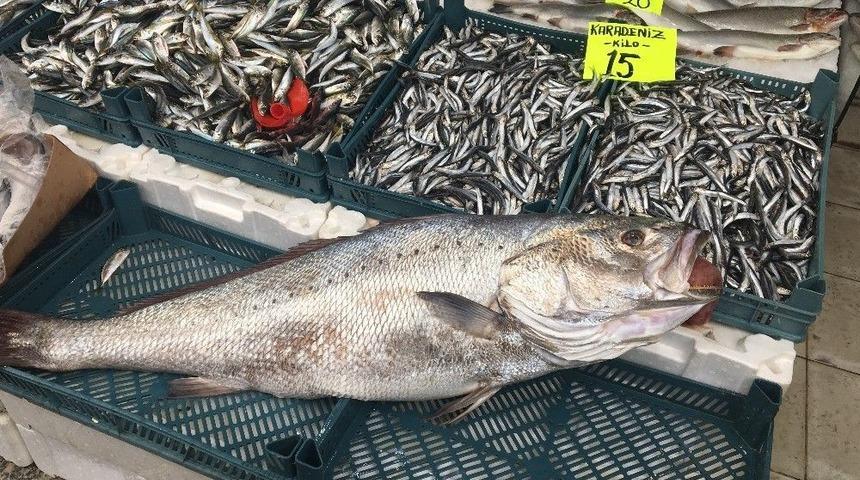 20 Kiloluk K&ouml;tek Balığı Yıllar Sonra Ak&ccedil;akoca Tezgahlarını S&uuml;sledi