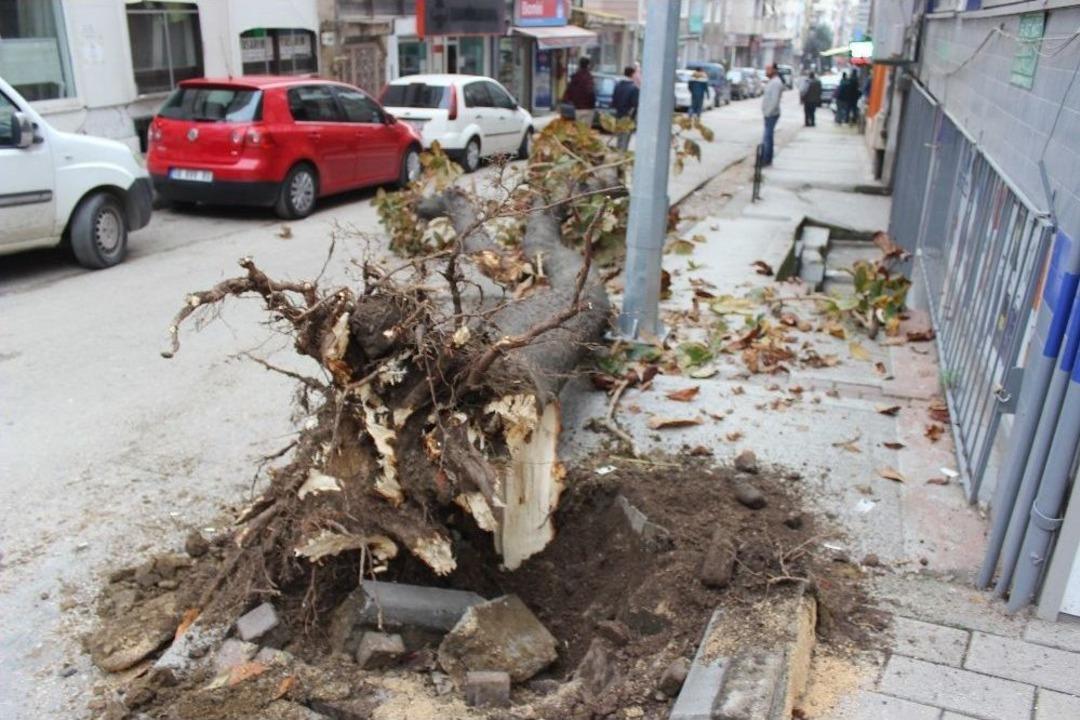(&ouml;zel Haber) Hafriyat Kamyonu Yarım Asırlık Ağacı B&ouml;yle Devirdi