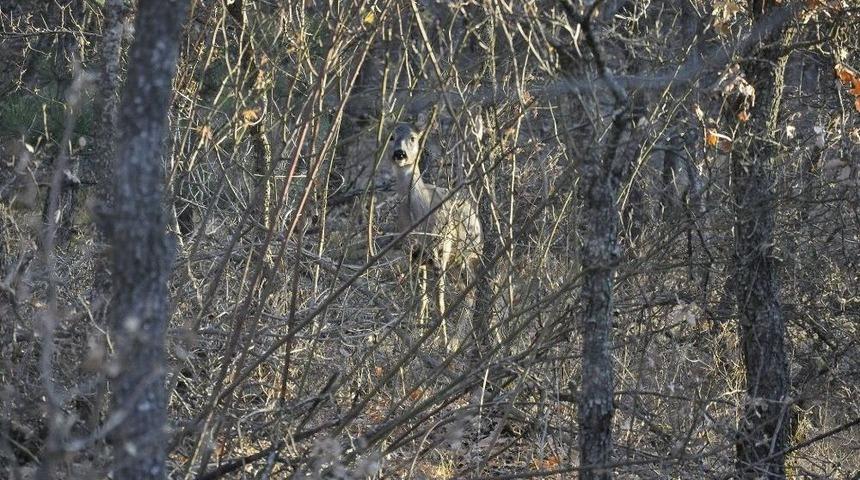 Kargı&rsquo;da Yaban Hayvanlarının Sayısı Artıyor