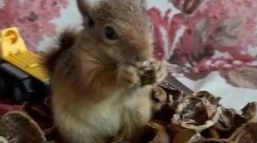 (&ouml;zel Haber) Yavru Sincabın Keyfi Yerinde