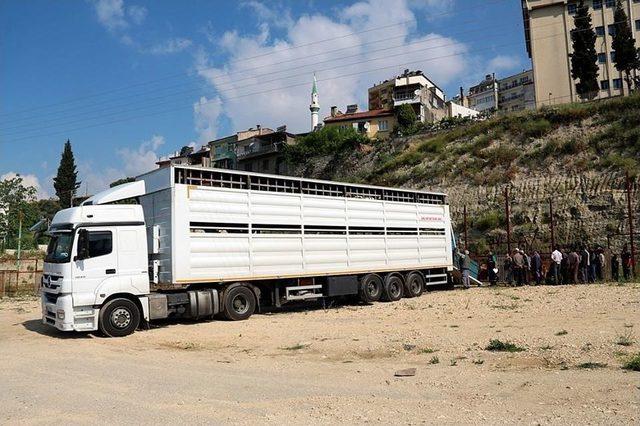 Demirci’de Genç Çiftçilere Büyükbaş Hayvan Desteği