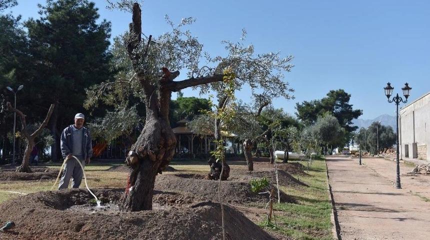 Kepez Belediyesinden Park Ve Bulvarlara 100 Zeytin Ağacı