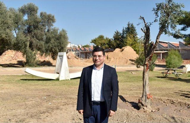 Kepez Belediyesinden Park Ve Bulvarlara 100 Zeytin Ağacı 2